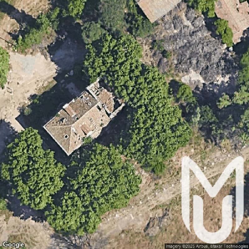 Olive Tree School