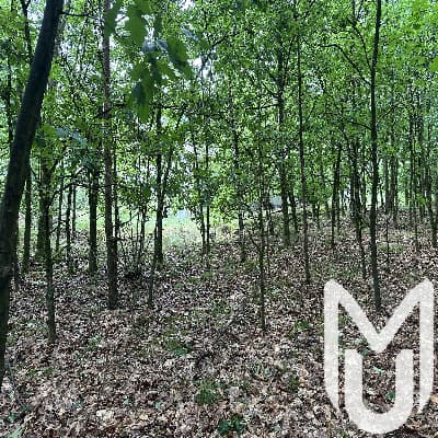 User photo of Forest House VW abandoned location for urban exploration