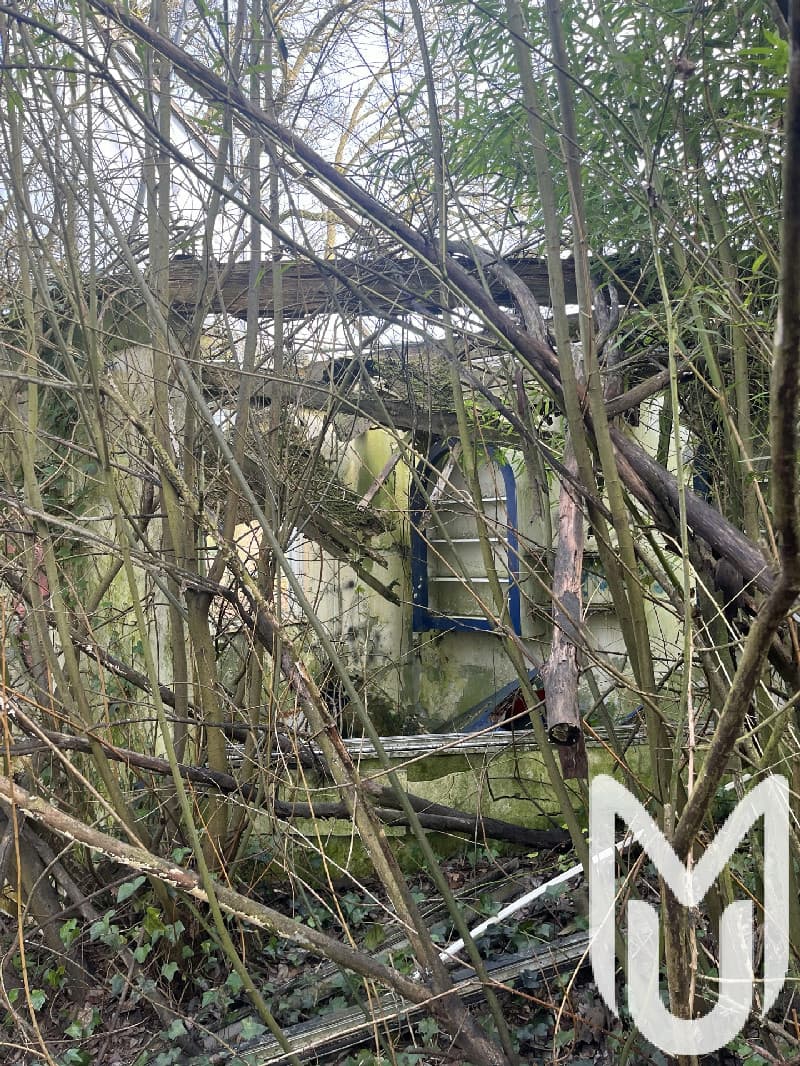 The Inside Forest